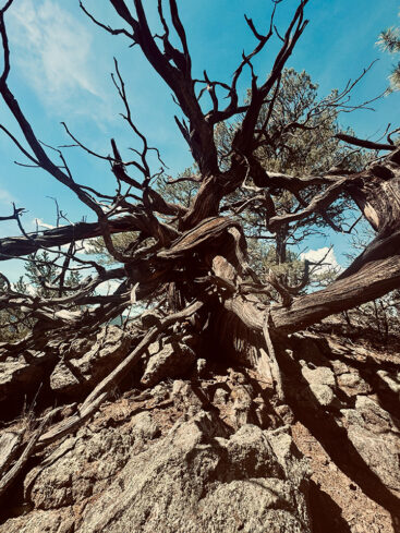 rooted in place
